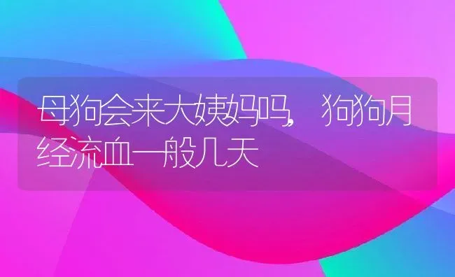 母狗会来大姨妈吗,狗狗月经流血一般几天 | 宠物百科知识