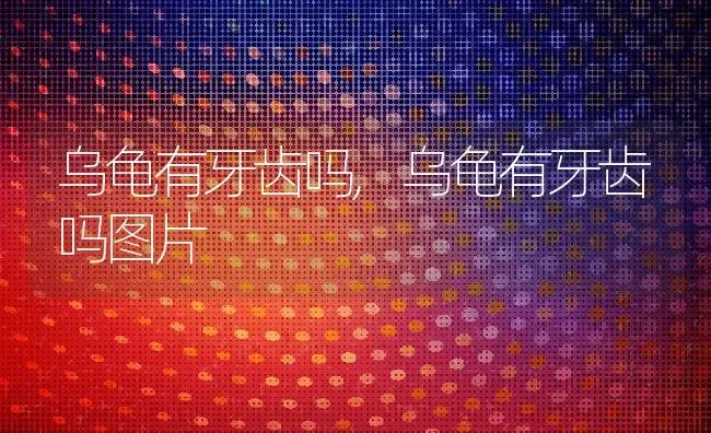 乌龟有牙齿吗,乌龟有牙齿吗图片 | 宠物百科知识