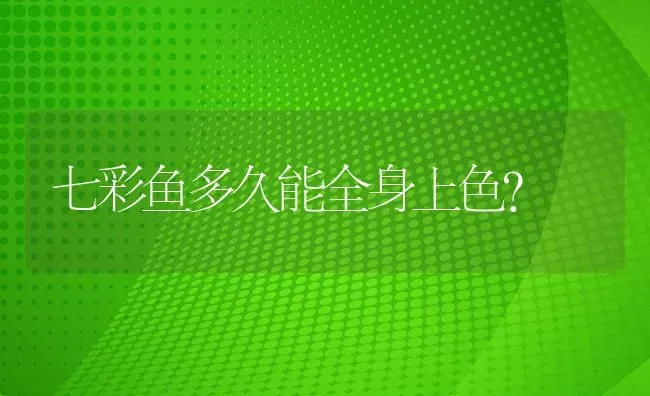 黑玛丽鱼要生的时候是怎么样的？ | 鱼类宠物饲养