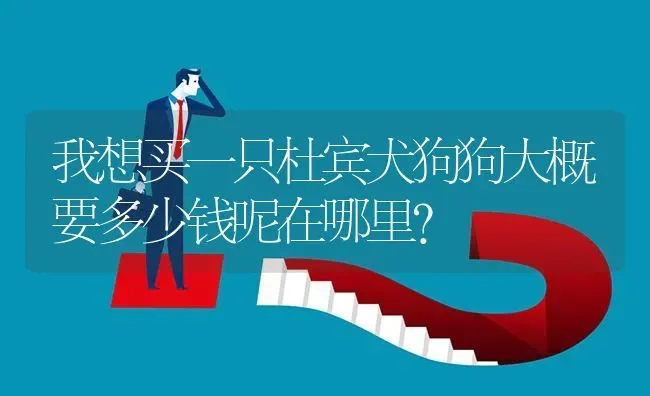 我想买一只杜宾犬狗狗大概要多少钱呢在哪里？ | 动物养殖问答