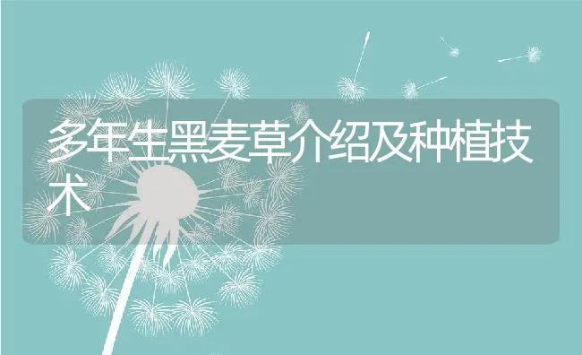 多年生黑麦草介绍及种植技术 | 水产养殖知识