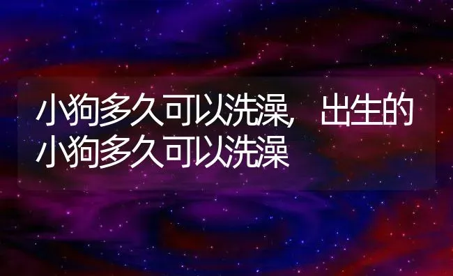 小狗多久可以洗澡,出生的小狗多久可以洗澡 | 宠物百科知识