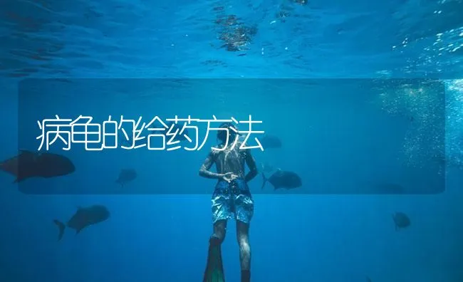 病龟的给药方法 | 海水养殖技术