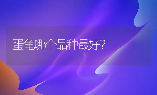 蛋龟哪个品种最好？ | 动物养殖问答