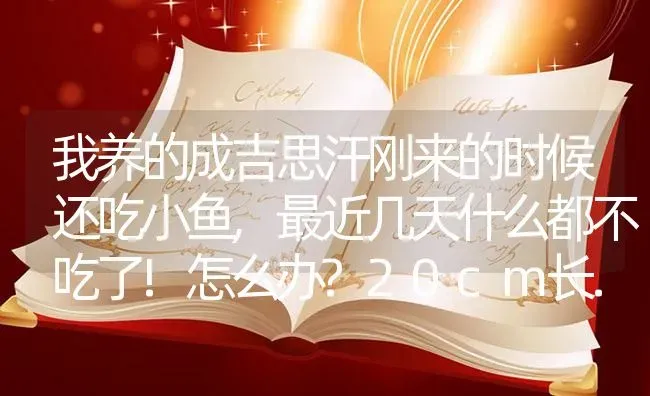 我养的成吉思汗刚来的时候还吃小鱼,最近几天什么都不吃了!怎么办?20cm长.有时候吃？ | 鱼类宠物饲养