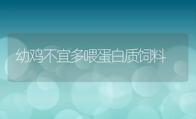 幼鸡不宜多喂蛋白质饲料 | 动物养殖学堂