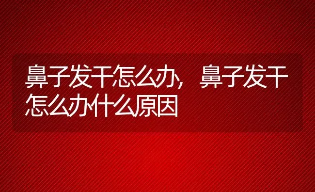 鼻子发干怎么办,鼻子发干怎么办什么原因 | 宠物百科知识