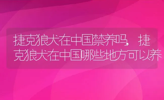 捷克狼犬在中国禁养吗,捷克狼犬在中国哪些地方可以养 | 宠物百科知识