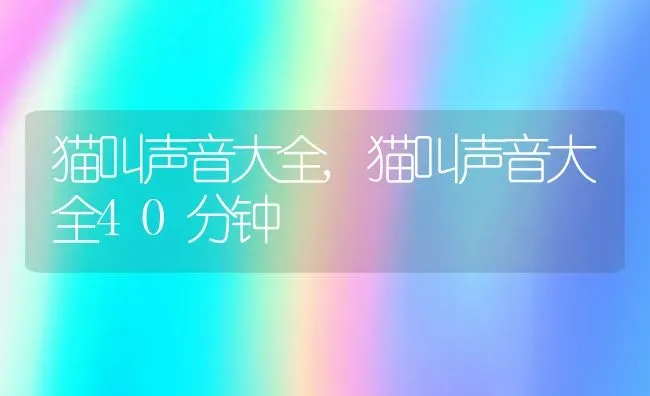 猫叫声音大全,猫叫声音大全40分钟 | 宠物百科知识