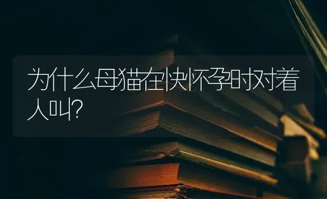 为什么母猫在快怀孕时对着人叫？ | 动物养殖问答