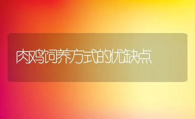 肉鸡饲养方式的优缺点 | 动物养殖教程