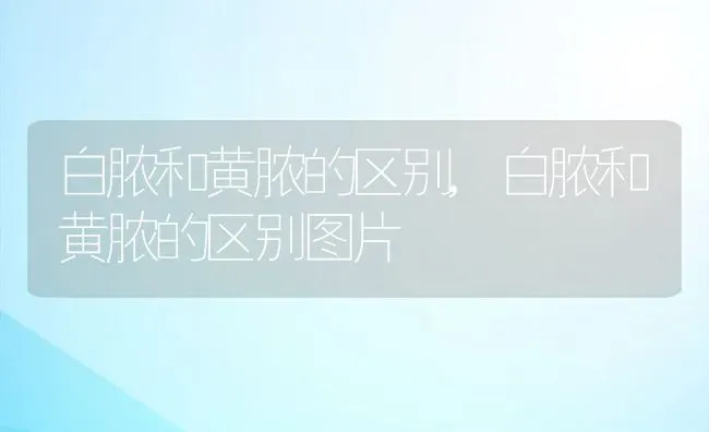 白脓和黄脓的区别,白脓和黄脓的区别图片 | 宠物百科知识