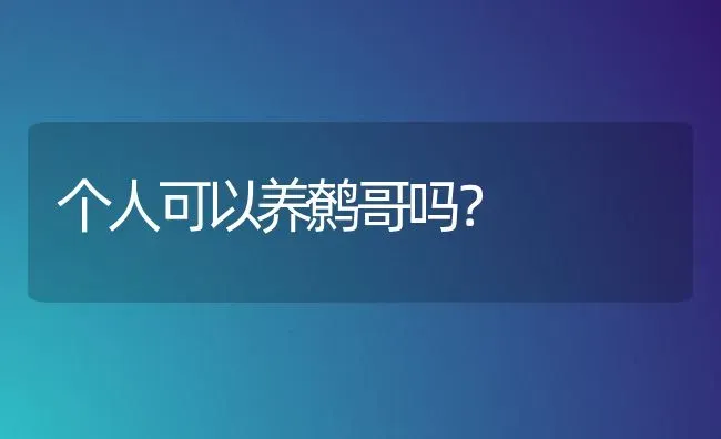 个人可以养鹩哥吗？ | 动物养殖问答