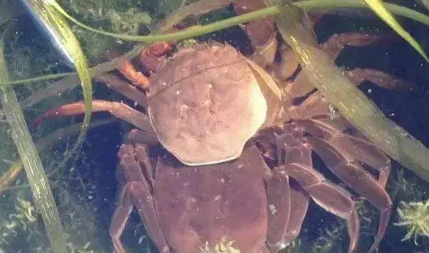 高温季节河蟹吃食不好，常见10大原因分析