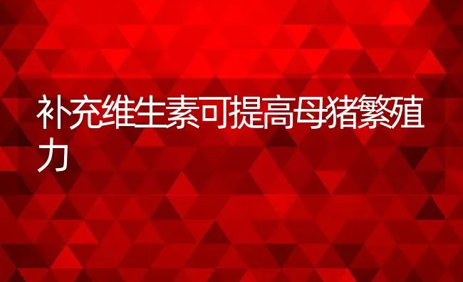 补充维生素可提高母猪繁殖力 | 动物养殖饲料