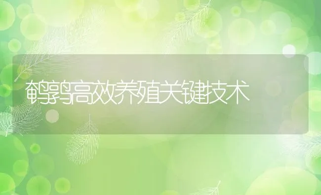 鹌鹑高效养殖关键技术 | 动物养殖学堂