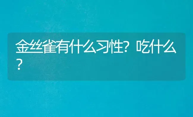 金丝雀有什么习性？吃什么？ | 动物养殖问答