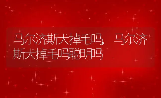 马尔济斯犬掉毛吗,马尔济斯犬掉毛吗聪明吗 | 宠物百科知识