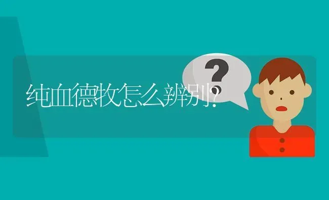 纯血德牧怎么辨别？ | 动物养殖问答