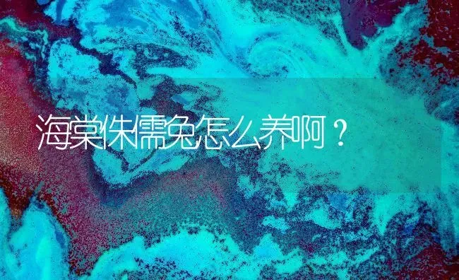 海棠侏儒兔怎么养啊？ | 动物养殖问答