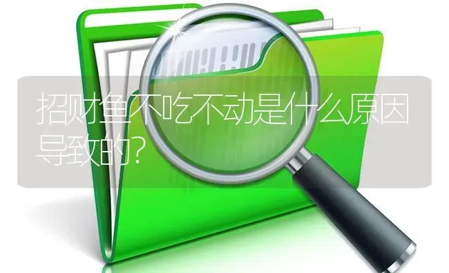 招财鱼不吃不动是什么原因导致的？ | 鱼类宠物饲养