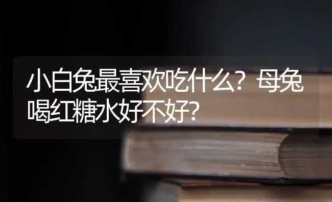 小白兔最喜欢吃什么？母兔喝红糖水好不好？ | 动物养殖问答