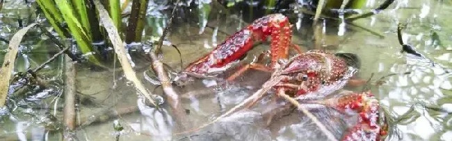 龙虾塘套养白鲢