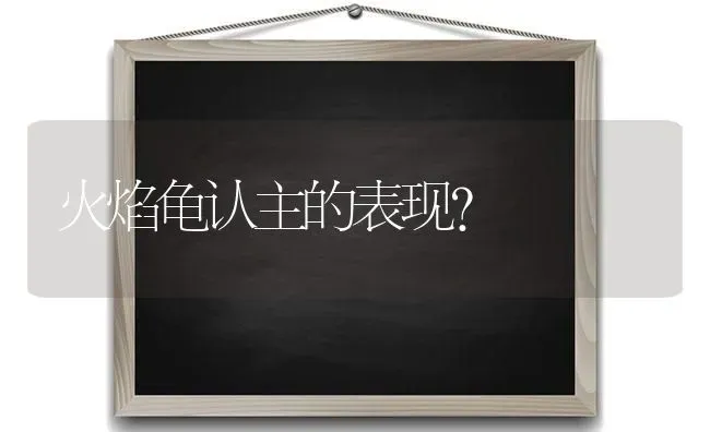 火焰龟认主的表现？ | 动物养殖问答