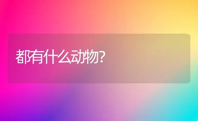 美短加白起司猫和美短哪个好？ | 动物养殖问答