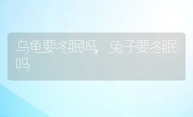 乌龟要冬眠吗,兔子要冬眠吗 | 宠物百科知识