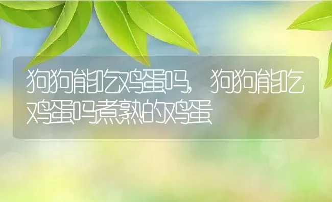 狗狗能吃鸡蛋吗,狗狗能吃鸡蛋吗煮熟的鸡蛋 | 宠物百科知识