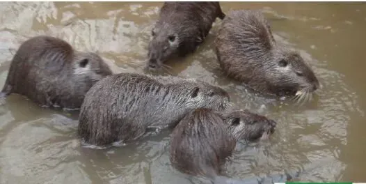 养海狸鼠赚钱吗？海狸鼠养殖前景及市场价格行情分析