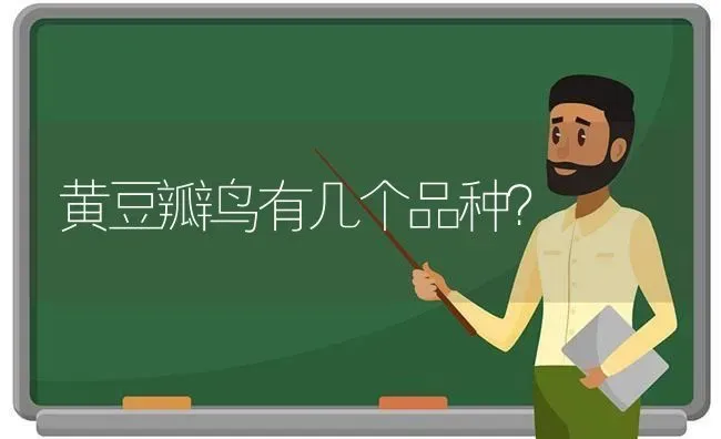 黄豆瓣鸟有几个品种？ | 动物养殖问答