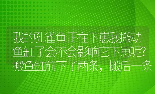 我的孔雀鱼正在下崽我搬动鱼缸了会不会影响它下崽呢?搬鱼缸前下了两条，搬后一条都不下了？ | 鱼类宠物饲养