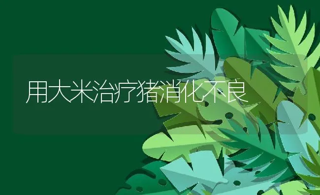 用大米治疗猪消化不良 | 动物养殖学堂