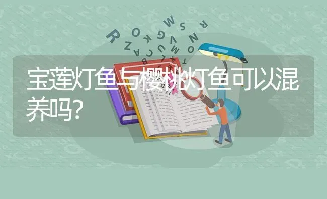 宝莲灯鱼与樱桃灯鱼可以混养吗？ | 鱼类宠物饲养