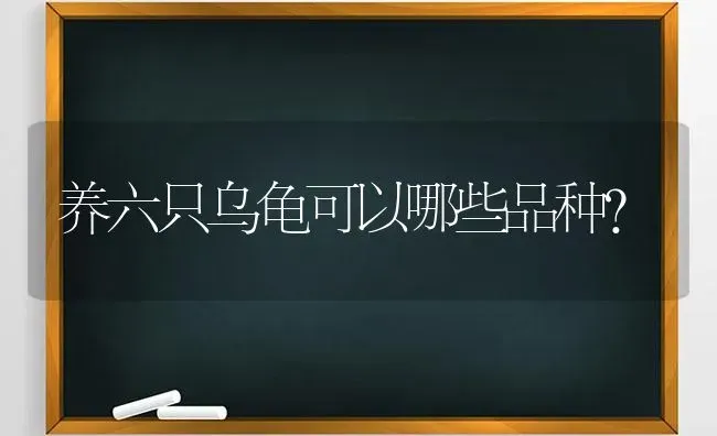 养六只乌龟可以哪些品种？ | 动物养殖问答