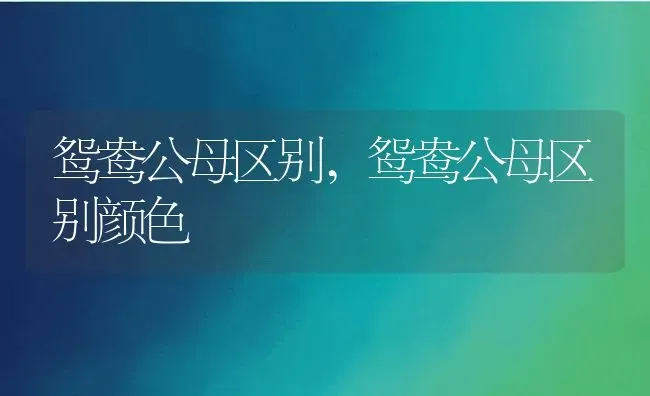 鸳鸯公母区别,鸳鸯公母区别颜色 | 宠物百科知识