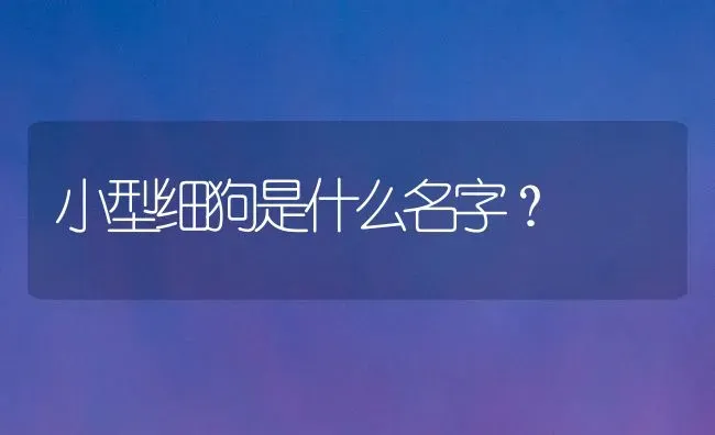 小型细狗是什么名字？ | 动物养殖问答