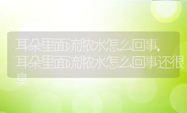 耳朵里面流脓水怎么回事,耳朵里面流脓水怎么回事还很臭 | 宠物百科知识