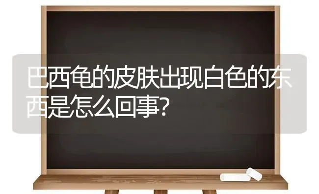 巴西龟的皮肤出现白色的东西是怎么回事？ | 动物养殖问答