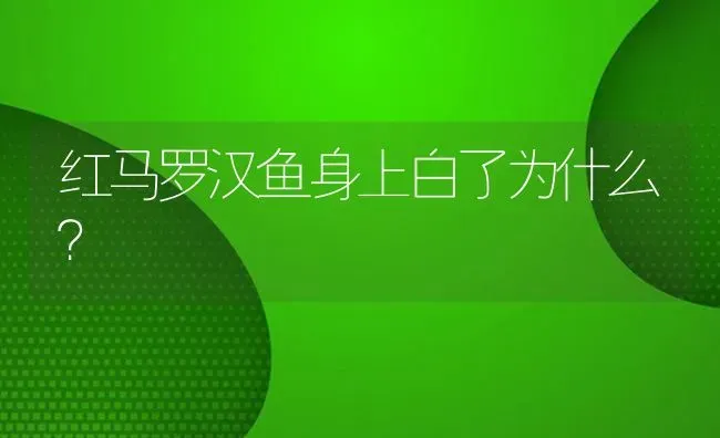 红马罗汉鱼身上白了为什么？ | 鱼类宠物饲养