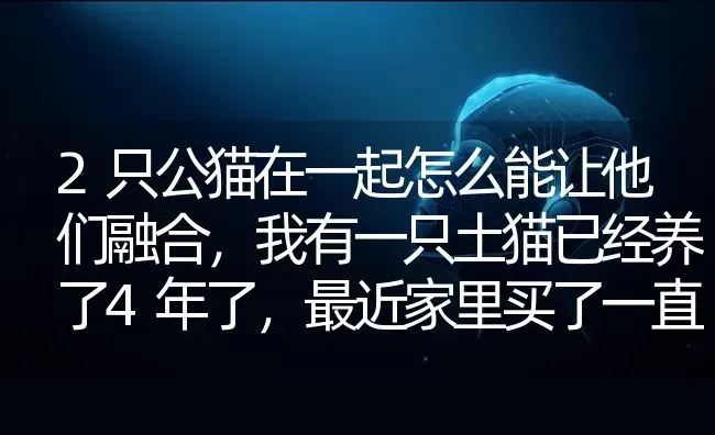 2只公猫在一起怎么能让他们融合，我有一只土猫已经养了4年了，最近家里买了一直山东狮子猫才2个多月？ | 动物养殖问答