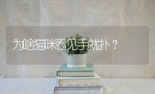 为啥猫咪看见手就扑？ | 动物养殖问答