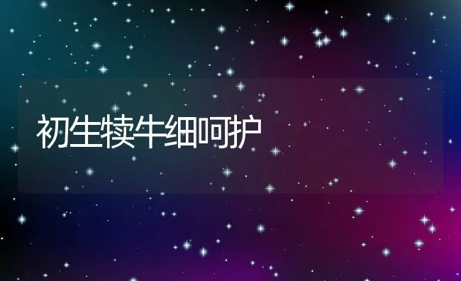 初生犊牛细呵护 | 动物养殖学堂