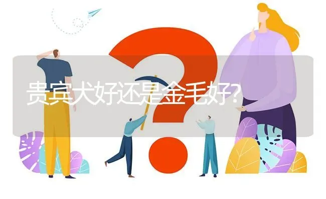 陨石边牧好不好养？ | 动物养殖问答