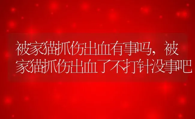 被家猫抓伤出血有事吗,被家猫抓伤出血了不打针没事吧 | 宠物百科知识