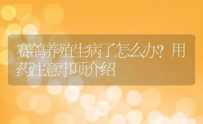 赛鸽养殖生病了怎么办？用药注意事项介绍 | 动物养殖百科