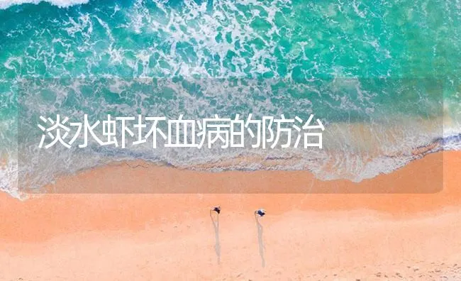 淡水虾坏血病的防治 | 海水养殖技术