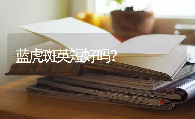 蓝虎斑英短好吗？ | 动物养殖问答